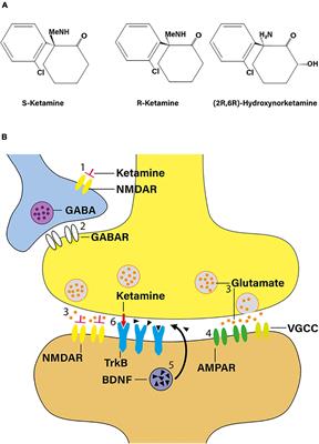 Frontiers Novel Insights Into The Neurobiology Of The Antidepressant